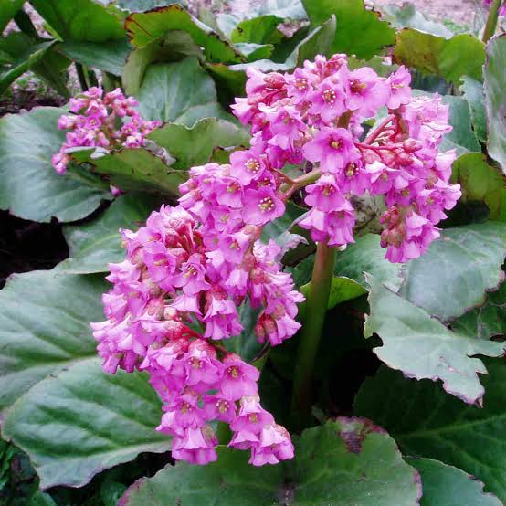 BERGENIA ROTBLUM