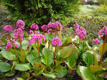 Load image into Gallery viewer, BERGENIA ROTBLUM
