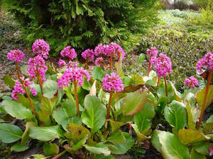 BERGENIA ROTBLUM