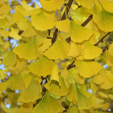 Load image into Gallery viewer, GINKGO BILOBA AUTUMN GOLD PB18
