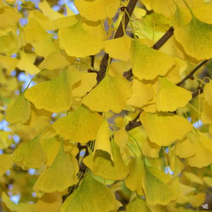 GINKGO BILOBA AUTUMN GOLD PB18