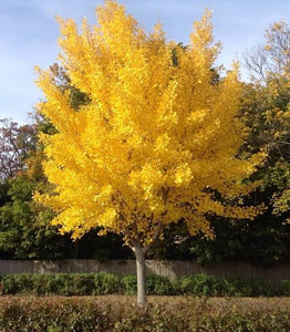 GINKGO BILOBA AUTUMN GOLD PB18