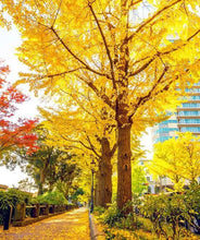 Load image into Gallery viewer, GINKGO BILOBA AUTUMN GOLD PB18
