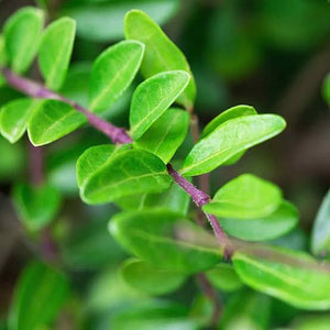 LONICERA NITIDA BOX HONEYSUCKLE 2.0L