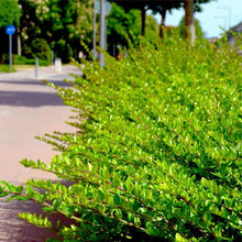 Load image into Gallery viewer, LONICERA NITIDA BOX HONEYSUCKLE 2.0L
