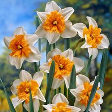 Load image into Gallery viewer, DAFFODIL SPLIT CORONA PARISIENNE 5PK
