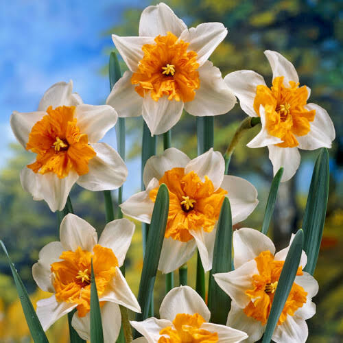 DAFFODIL SPLIT CORONA PARISIENNE 5PK