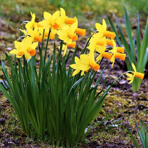 DAFFODIL MINIATURE JETFIRE 5PK