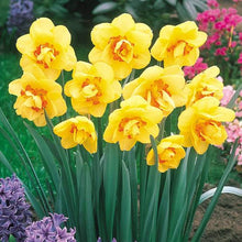Load image into Gallery viewer, DAFFODIL DOUBLE TAHITI 5PK
