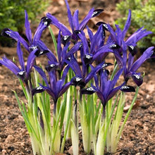 Load image into Gallery viewer, IRIS RETICULATA BLUE NOTE 7PK
