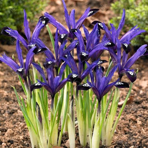 IRIS RETICULATA BLUE NOTE 7PK