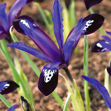 Load image into Gallery viewer, IRIS RETICULATA BLUE NOTE 7PK
