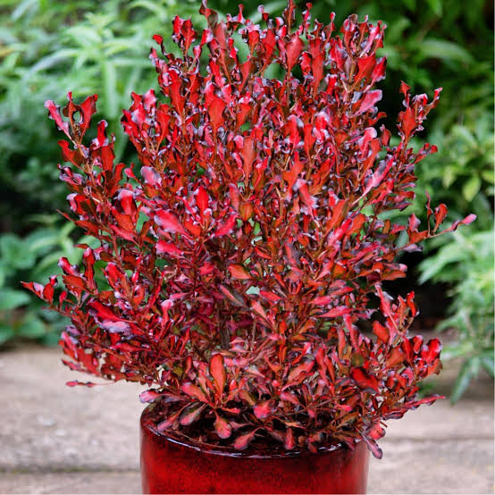 COPROSMA PACIFIC SUNSET 2.5L