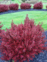 Load image into Gallery viewer, COPROSMA PACIFIC SUNSET 2.5L
