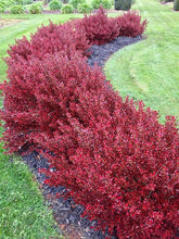 Load image into Gallery viewer, COPROSMA PACIFIC SUNSET 2.5L
