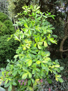 PSEUDOPANAX GOLD SPLASH