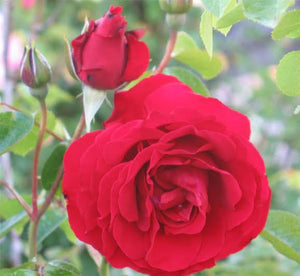 ROSE CLIMBER DUBLIN BAY