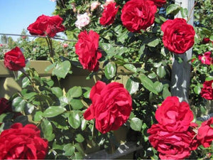 ROSE CLIMBER DUBLIN BAY