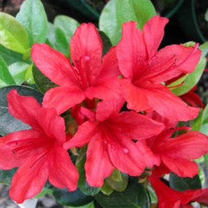 AZALEA EVERGREEN SCARLET PRINCE 2.5L