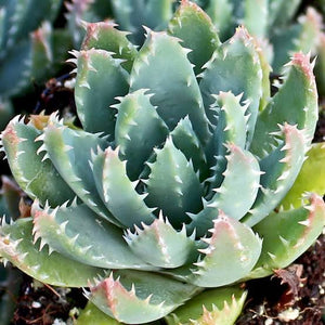 ALOE BREVIFOLIA