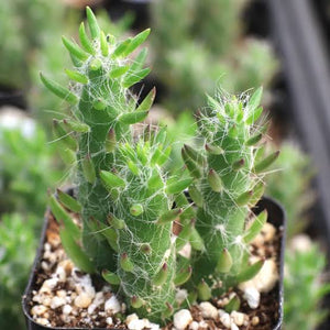 OPUNTIA SUBULATA