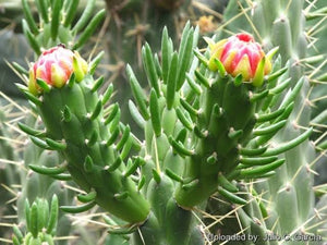 OPUNTIA SUBULATA