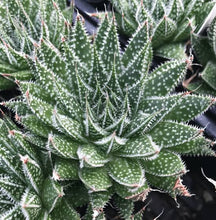Load image into Gallery viewer, ALOE ARISTATA
