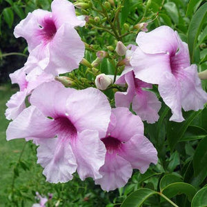 PANDOREA JASMINOIDES PINK MAGIC 3.0L