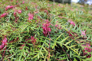 GREVILLEA BRONZE RAMBLER 2.5L