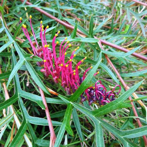 GREVILLEA BRONZE RAMBLER 2.5L