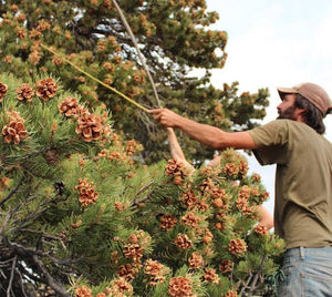 PINUS PINEA PINENUT 3.0L