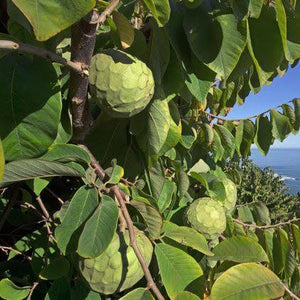 CHERIMOYA BRONCEADA PB5