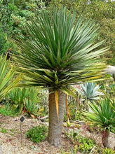 Load image into Gallery viewer, DRACAENA DRACO 2.0L
