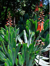 Load image into Gallery viewer, ALOE PLICATILIS FAN ALOE 2.5L
