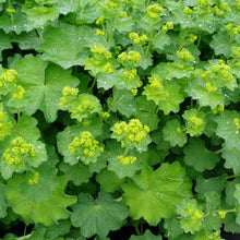 Load image into Gallery viewer, ALCHEMILLA MOLLIS LADY&#39;S MANTLE 12CM
