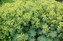 Load image into Gallery viewer, ALCHEMILLA MOLLIS LADY&#39;S MANTLE 12CM
