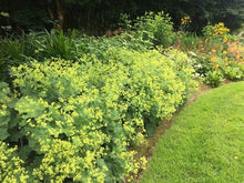 Load image into Gallery viewer, ALCHEMILLA MOLLIS LADY&#39;S MANTLE 12CM
