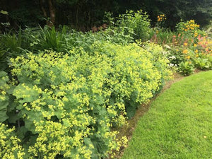 ALCHEMILLA MOLLIS LADY'S MANTLE 12CM