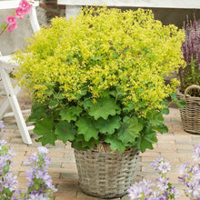 Load image into Gallery viewer, ALCHEMILLA MOLLIS LADY&#39;S MANTLE 12CM
