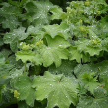 Load image into Gallery viewer, ALCHEMILLA MOLLIS LADY&#39;S MANTLE 12CM
