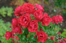 Load image into Gallery viewer, ROSE FLOWER CARPET SCARLET 2.5L
