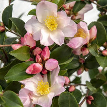 Load image into Gallery viewer, CAMELLIA HYBRID FAIRY BLUSH 6.0L
