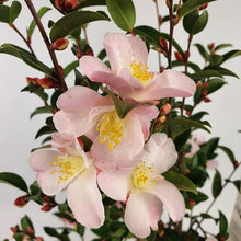 Load image into Gallery viewer, CAMELLIA HYBRID FAIRY BLUSH 4.0L
