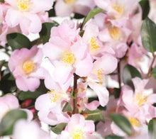 Load image into Gallery viewer, CAMELLIA HYBRID FAIRY BLUSH 8.5L
