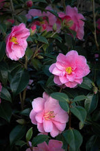 Load image into Gallery viewer, CAMELLIA HYBRID DONATION 4.0L
