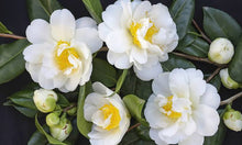 Load image into Gallery viewer, CAMELLIA JAPONICA SILVER ANNIVERSARY 4.0L
