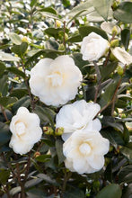 Load image into Gallery viewer, CAMELLIA JAPONICA SWAN LAKE 4.0L
