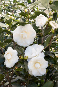 CAMELLIA JAPONICA SWAN LAKE 4.0L