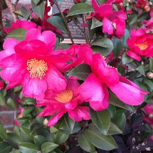 CAMELLIA SASANQUA HIRYU 4.0L