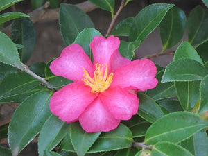 CAMELLIA SASANQUA HIRYU 4.0L